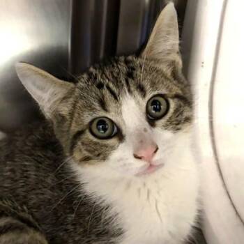 Kobe -  Domestic Short Hair Cat for Adoption in North Myrtle Beach, South Carolina - Kobe | PetCurious