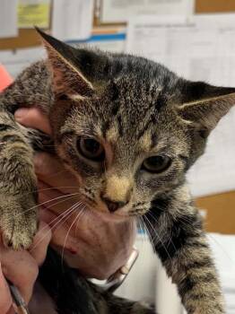 Slice -  Domestic Short Hair Cat for Adoption in Bolivar, Missouri - Slice | PetCurious