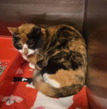 Rescue Domestic Short Hair Cats for Adoption in Saylorsburg, Pennsylvania - Winnie | PetCurious