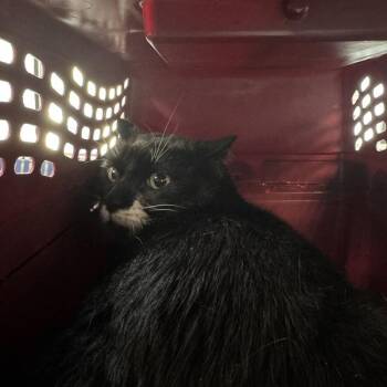 Tux -  Domestic Short Hair Cat for Adoption in Des Moines, Iowa - Tux | PetCurious