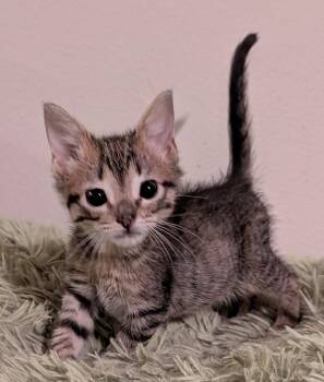 Leia 3.14.26 -  Domestic Short Hair Cat for Adoption in Apopka, Florida - Leia 3.14.26 | PetCurious