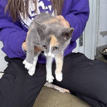 Yaybahar -  Domestic Short Hair Cat for Adoption in Des Moines, Iowa - Yaybahar | PetCurious