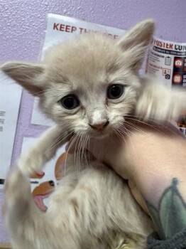 61184914 -  Domestic Short Hair Cat for Adoption in El Paso, Texas - 61184914 | PetCurious
