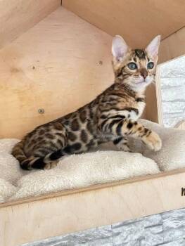 Lily -  Bengal Cat for Adoption in West Caldwell, New Jersey - Lily | PetCurious