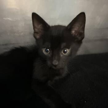 Lock -  Domestic Short Hair Cat for Adoption in Troy, Virginia - Lock | PetCurious