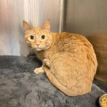 Domestic Short Hair Cats Available for Adoption in Madison, Wisconsin - Magnus | PetCurious