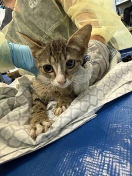 Icloud -  Domestic Short Hair Cat for Adoption in New York, New York - Icloud | PetCurious
