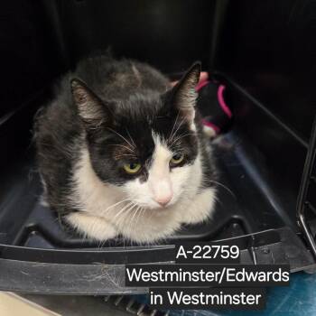 WAGS-Stray-22759 -  Domestic Short Hair Cat for Adoption in Westminster, California - WAGS-Stray-22759 | PetCurious