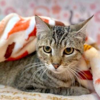 Tabby and Domestic Short Hair Cats Available for Adoption in Friendswood, Texas - Kitty Kat Candy | PetCurious