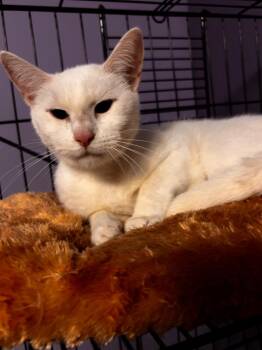 American Shorthair Cats Available for Adoption in Hagaman, New York - QANIK | PetCurious