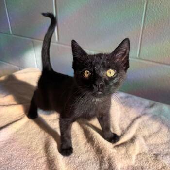 Chip -  Domestic Short Hair Cat for Adoption in Council Bluffs, Iowa - Chip | PetCurious