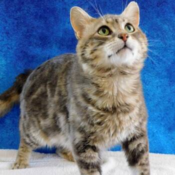Domestic Short Hair Cats Available for Adoption in Canton, Illinois - Catrick Swayze | PetCurious