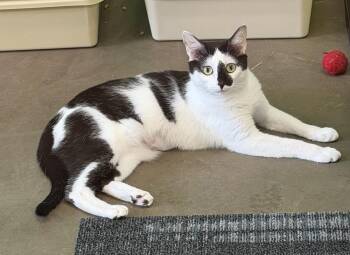Pippin -  Domestic Short Hair Cat for Adoption in Cary, North Carolina - Pippin | PetCurious