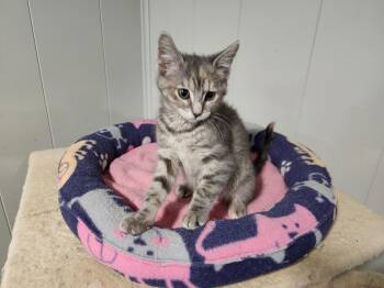 Olivia -  Domestic Short Hair Cat for Adoption in Wheaton, Illinois - Olivia | PetCurious