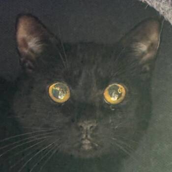 Patty *Bonded W/ Mini* -  Domestic Short Hair Cat for Adoption in Kennebunk, Maine - Patty *Bonded W/ Mini* | PetCurious