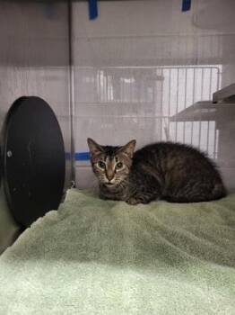 Domestic Short Hair Cats Available for Adoption - Skye Bear | PetCurious