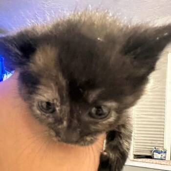 Domestic Short Hair Cats Available for Adoption in Jasper, Indiana - Rosie | PetCurious