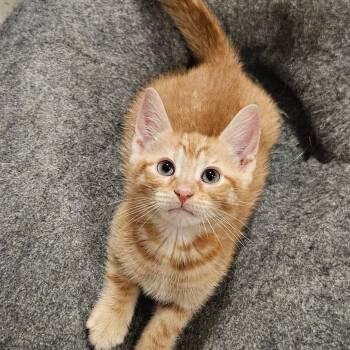 Haymitch -  Domestic Short Hair Cat for Adoption - Haymitch | PetCurious