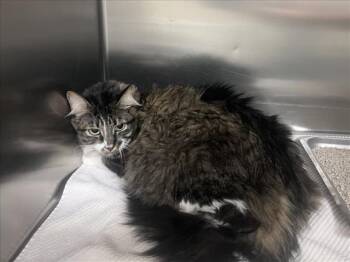 Domestic Long Hair Cats Available for Adoption in Santa Fe, New Mexico - ESTRELLA | PetCurious
