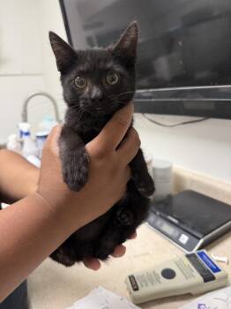 Cara -  Domestic Short Hair Cat for Adoption in Ontario, California - Cara | PetCurious