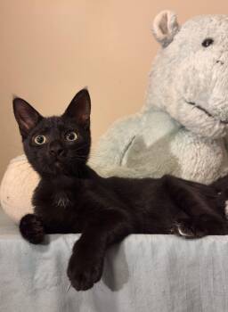 Turtle Bean-Must be adopted with a buddy cat -  Domestic Short Hair Cat for Adoption in Toronto, Ontario - Turtle Bean-Must Be Adopted With A Buddy Cat | PetCurious