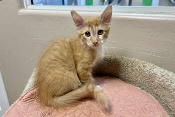 Cepheus -  Domestic Medium Hair Cat for Adoption in Fountain Hills, Arizona - Cepheus | PetCurious