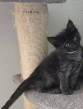 Baldwin (Available Sept 25) -  Domestic Short Hair Cat for Adoption in Williamsburg, Iowa - Baldwin (Available Sept 25) | PetCurious