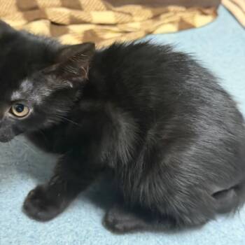 Stephen -  Domestic Short Hair Cat Available for Adoption in West Palm Beach, Florida - Stephen | PetCurious