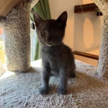 Graystripe -  Domestic Short Hair Cat for Adoption in Belfair, Washington - Graystripe | PetCurious