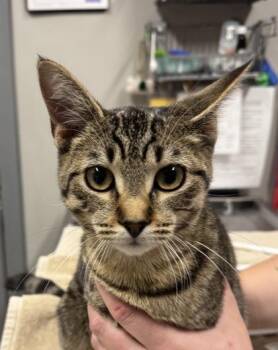 Cortex -  Domestic Short Hair Cat for Adoption in Mason, Michigan - Cortex | PetCurious