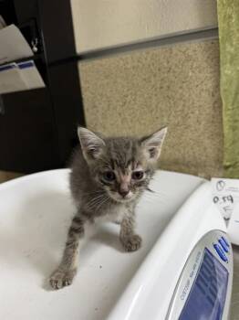LIBRA -  Domestic Short Hair Cat for Adoption in Riverside, California - LIBRA | PetCurious
