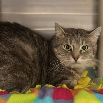 Domestic Short Hair Cats Available for Adoption in Salt Lake City, Utah - Twila | PetCurious