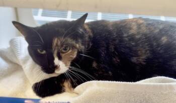 Teela -  Domestic Short Hair Cat for Adoption in Reisterstown, Maryland - Teela | PetCurious