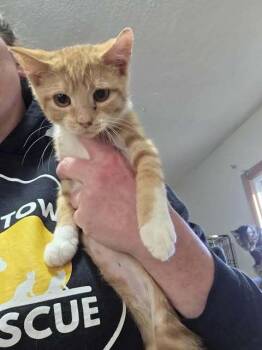 Rescue Domestic Short Hair Cats for Adoption in Clymer, Pennsylvania - Clark | PetCurious