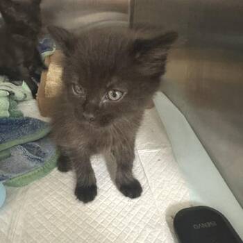 Sony -  Domestic Medium Hair Cat for Adoption in Clearwater, Florida - Sony | PetCurious