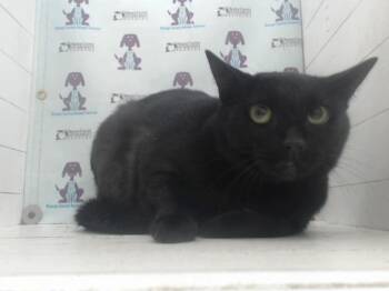Domestic Short Hair Cats Available for Adoption in Orlando, Florida - WEDNESDAY | PetCurious