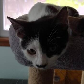 Domestic Short Hair Cats Available for Adoption - Jasmine C11228 | PetCurious