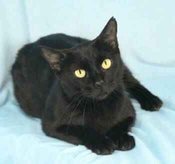 Rescue Domestic Short Hair Cats for Adoption in Morton Grove, Illinois - Oceia | PetCurious