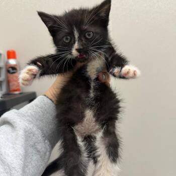 Domestic Short Hair Cats Available for Adoption in Morganton, North Carolina - Carburetor | PetCurious