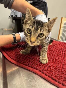 Michigan -  Domestic Short Hair Cat for Adoption in Bloomington, Indiana - Michigan | PetCurious