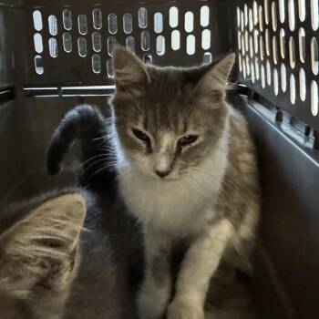 Stack -  Domestic Medium Hair Cat for Adoption in Des Moines, Iowa - Stack | PetCurious