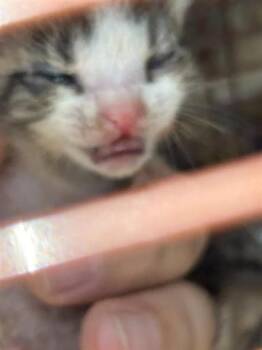 Domestic Short Hair Cats Available for Adoption in Houston, Texas - A655385 | PetCurious