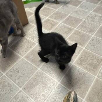 Marianne -  Domestic Short Hair Cat for Adoption in Salem, West Virginia - Marianne | PetCurious
