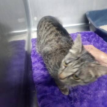 Domestic Short Hair Cats Available for Adoption in Casa Grande, Arizona - Pixie | PetCurious