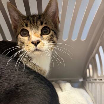 Kitten 3 -  Domestic Short Hair Cat for Adoption in Scituate, Massachusetts - Kitten 3 | PetCurious