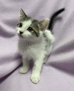 Happy Hank -  Domestic Short Hair Cat for Adoption in Jackson, Michigan - Happy Hank | PetCurious