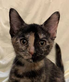 Columbia -  Domestic Short Hair Cat for Adoption in Connelly Springs, North Carolina - Columbia | PetCurious