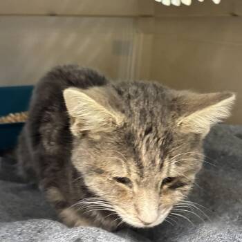 72561 -  Domestic Medium Hair Cat for Adoption in Harrisonburg, Virginia - 72561 | PetCurious