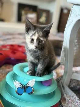 Latte -  Domestic Short Hair Cat for Adoption in Wyoming, Michigan - Latte | PetCurious