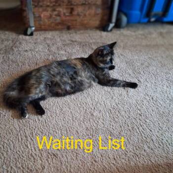 Sarah -  Domestic Medium Hair Cat for Adoption in Livingston, Texas - Sarah | PetCurious